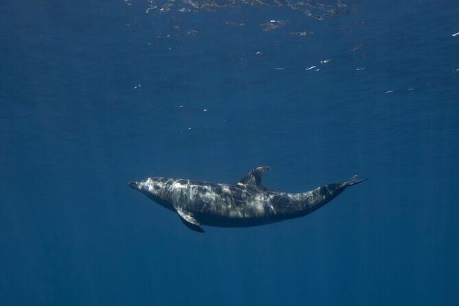 Full Day Wildlife Expedition in the Sea of Cortez - Final Thoughts