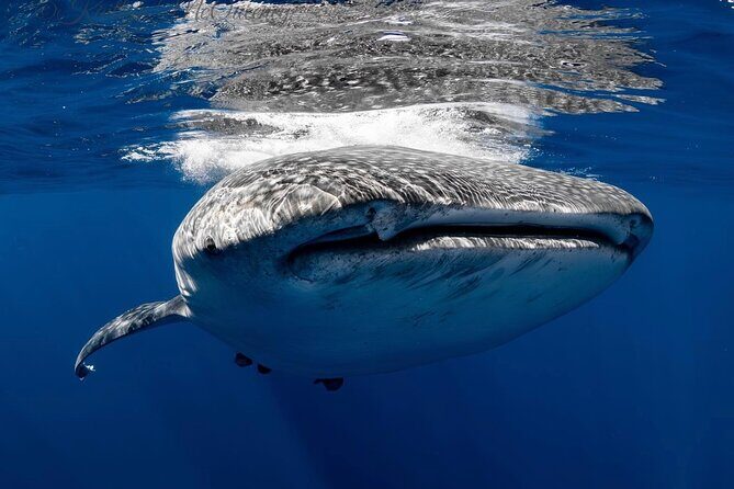 Full Day Wildlife Expedition in the Sea of Cortez - FAQ