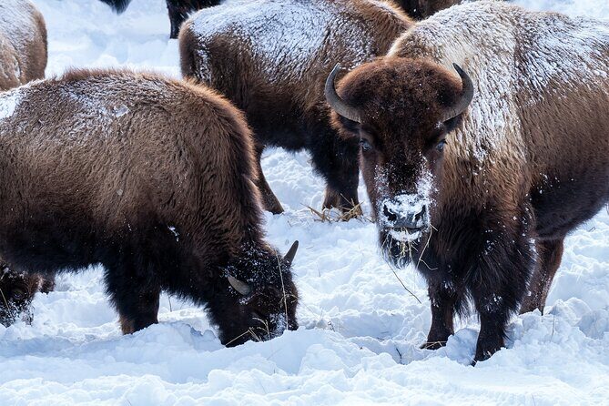 Full Day Wildlife Photography Tour In Yellowstone National Park - The Sum Up