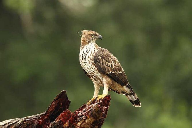 Full Day Wilpaththu National Park Safari (All Inclusive) - Why This Tour Offers Great Value