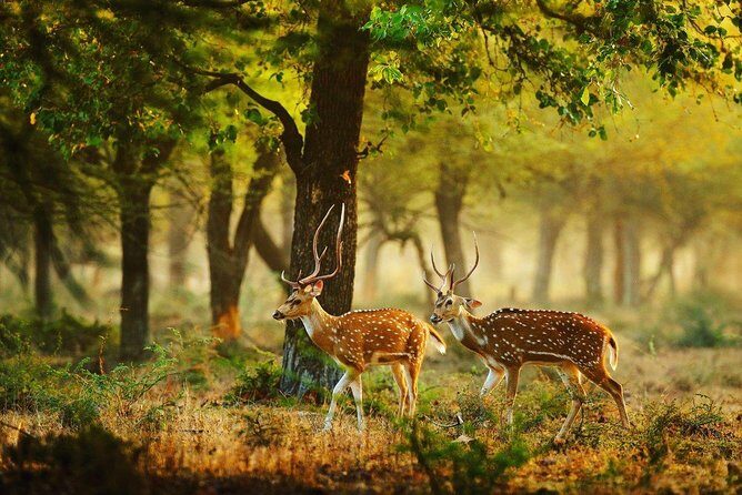 Full Day Wilpaththu National Park Safari (All Inclusive) - The Sum Up: Is This Tour Right for You?