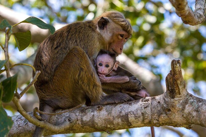 Full Day Wilpaththu National Park Safari (All Inclusive) - FAQ