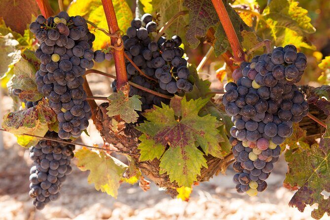 Full-Day Wine Country Wine Tastings From Atlanta - The Itinerary in Detail: What to Expect