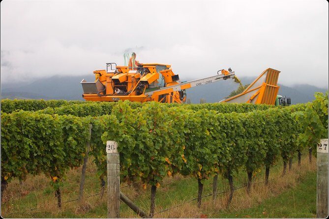 Full-Day Wine Gourmet and Scenic Delight Tour of Marlborough from Picton - Key Points
