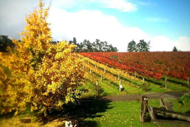 Full-Day Wine Tasting Tour in Auckland with 3-Course Vineyard Lunch - Final Thoughts