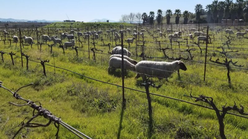 Full-Day Wine Tour to Napa & Sonoma 3 Tastings Included - FAQ