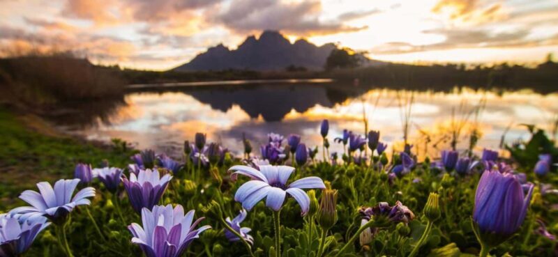 Full day Winelands Tour - Authentic Experiences and Traveler Insights