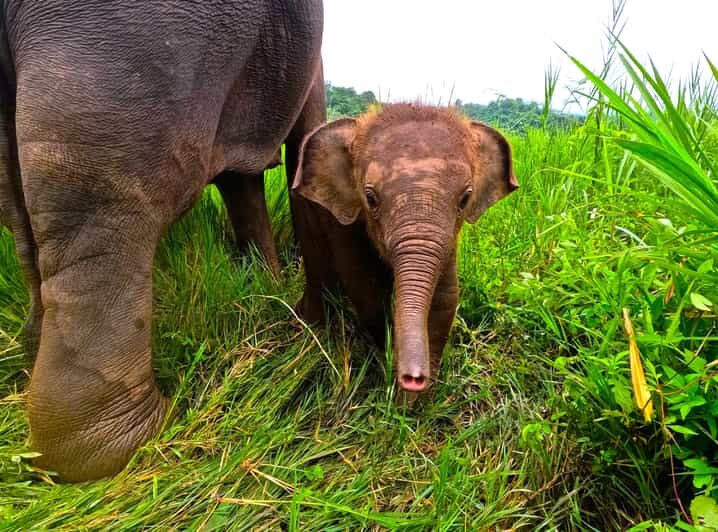 Full-day with CHIANGMAI ELEPHANT CARE and Sticky waterfall - Introduction: A Well-Rounded Day in Chiang Mai