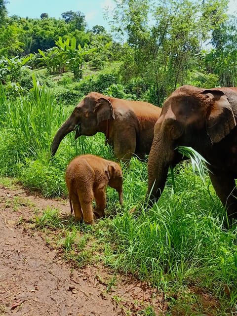 Full-day with CHIANGMAI ELEPHANT CARE and Sticky waterfall - Is It Worth the Price? Analyzing Value