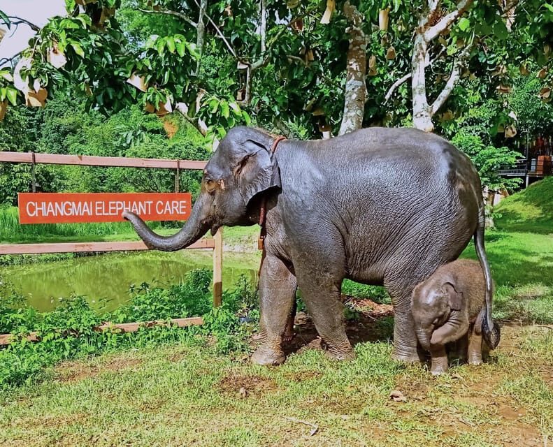 Full-day with CHIANGMAI ELEPHANT CARE and Sticky waterfall - FAQ