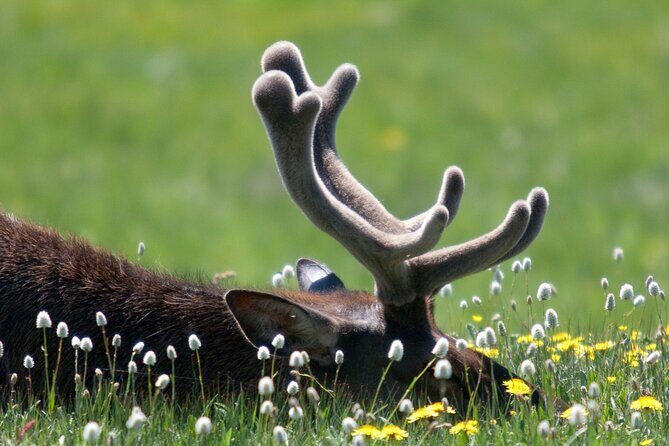 Full Day Yellowstone Nat'l Park Tour From West Yellowstone - FAQ
