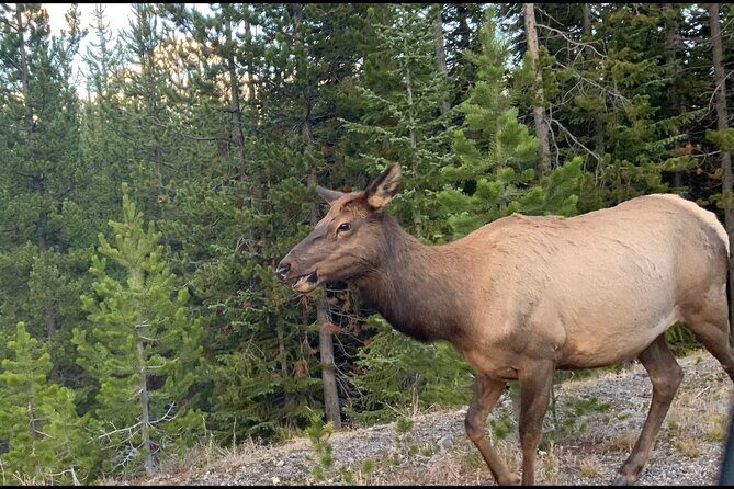 Full day Yellowstone The Volcano Lower Loop West Yellowstone - Who Will Love This Tour?