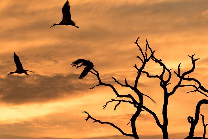 Full-Day Zimbabwe Zambezi National Park Safari & Lunch - An In-Depth Look at the Zimbabwe Zambezi National Park Safari & Lunch