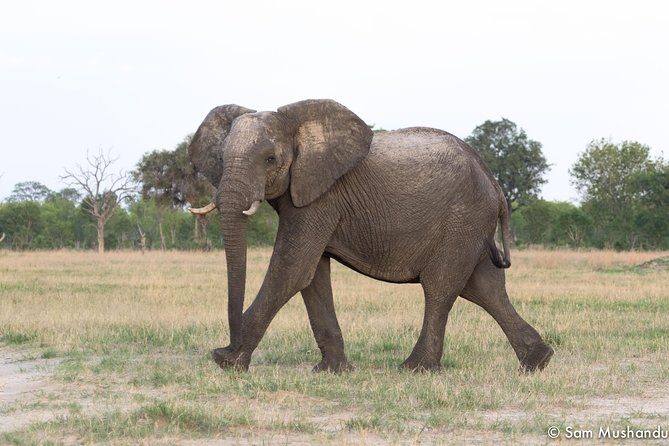 Full-Day Zimbabwe Zambezi National Park Safari & Lunch - Key Points