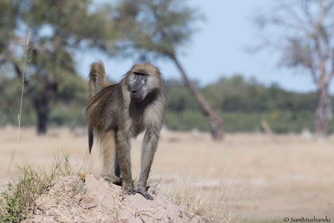 Full-Day Zimbabwe Zambezi National Park Safari & Lunch - Who Should Consider This Safari?