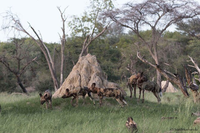 Full-Day Zimbabwe Zambezi National Park Safari & Lunch - FAQ
