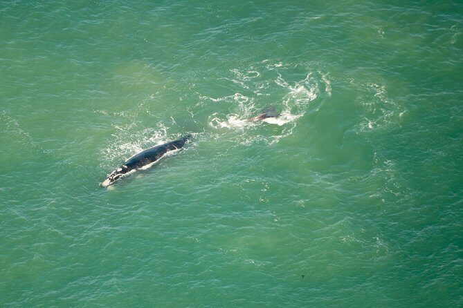 Full Peninsula Scenic Helicopter Flight with Free Boat Cruise - The Authenticity and Practical Tips