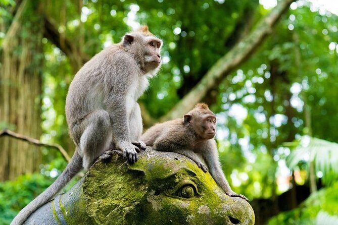 Fullday Bali Ubud Tour - Private All Inclusive - Comprehensive Review of the Fullday Bali Ubud Tour - Private All Inclusive