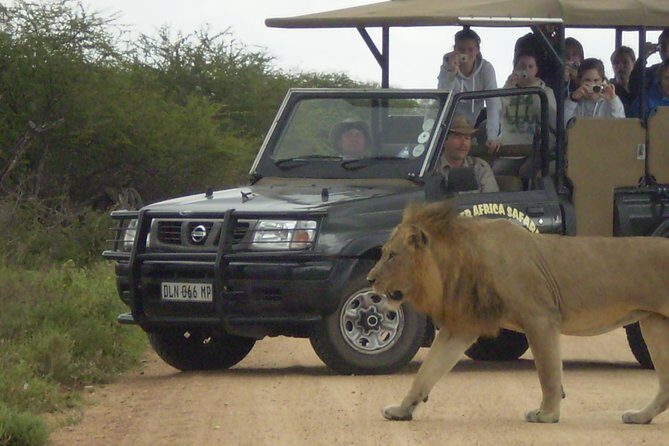 Fullday Gamedrives in Kruger National Park from Marlothpark - An In-Depth Look at the Full-Day Kruger Safari
