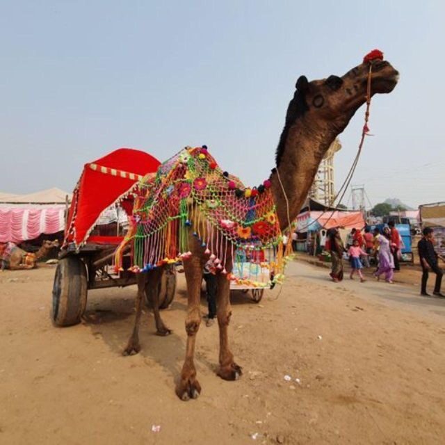 Fullday pushkar tour from jaipur with guid+camel/jeep safari - What the Tour Means for You
