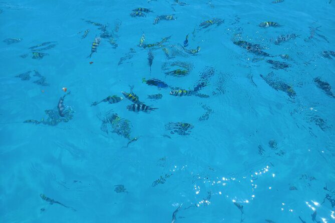 Fullday trip to Pungume and Uzi Island for Snorkeling and more - Practicalities & What to Expect