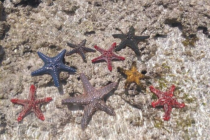 Fullday trip to Pungume and Uzi Island for Snorkeling and more - Final Thoughts on Value and Suitability