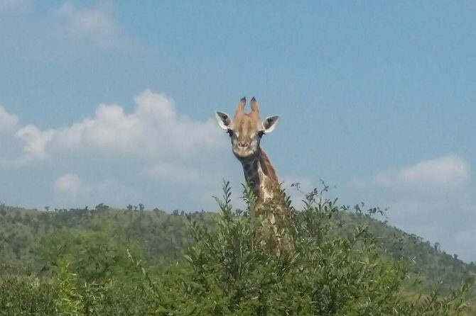Fully inclusive Pilanesberg safari from Johannesburg - What Travelers Say: Authentic Perspectives