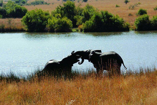 Fully inclusive Pilanesberg safari from Johannesburg - Final Thoughts: Who Should Consider This Tour?
