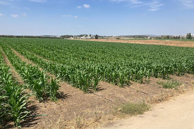 Fully Inclusive The Israeli Kibbutz Experience - Practical Tips for Travelers