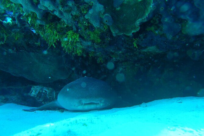 Fun dives Cozumel south marine park - Frequently Asked Questions