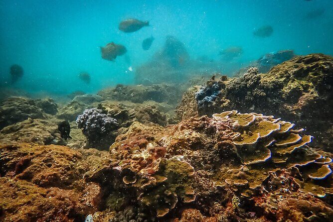 Fun Dives For Certified Divers - FAQ