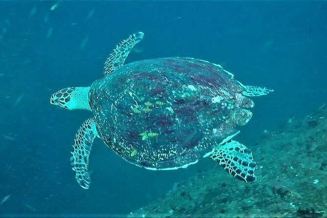 Fun Dives For Certified Divers - An Inside Look at the Dive Experience