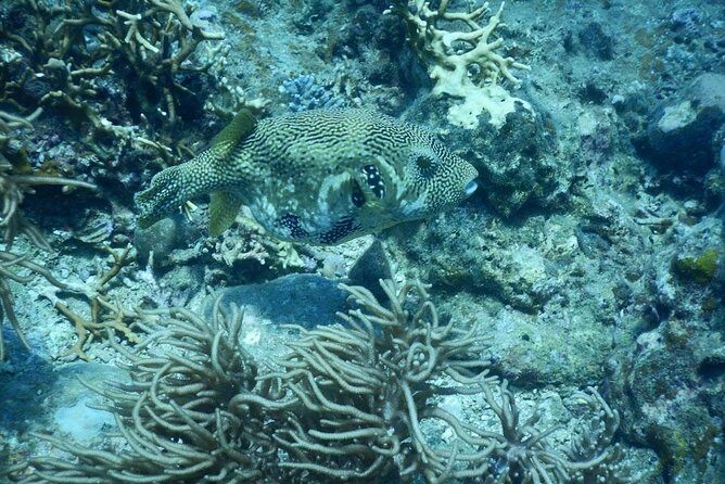 Fun Dives - Guided Dives for Certified Divers - An In-Depth Look at the Tour Experience
