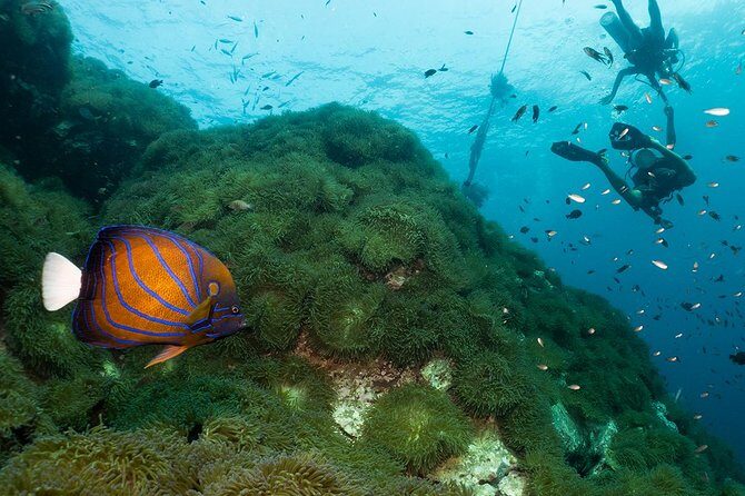 Fun Diving Packages (Certified Divers) - The Sum Up