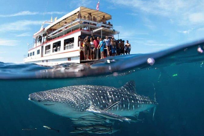 Fun Diving Safari Day Trip From Koh Lanta - Certified Divers - Key Points