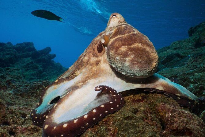 Fun Diving Safari Day Trip From Koh Lanta - Certified Divers - An Honest Look at the Experience