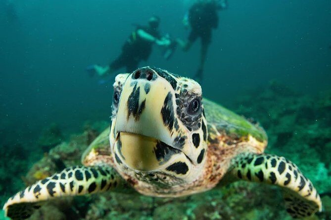 Fun Diving Safari Day Trip From Koh Lanta - Certified Divers - The Bottom Line