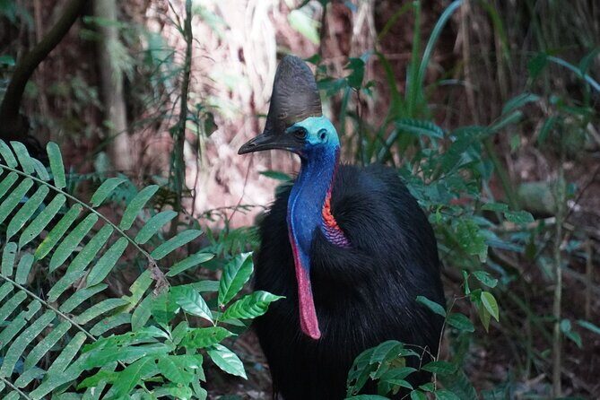 Fun, Falls and Forests Day Trip from Cairns - Final Thoughts