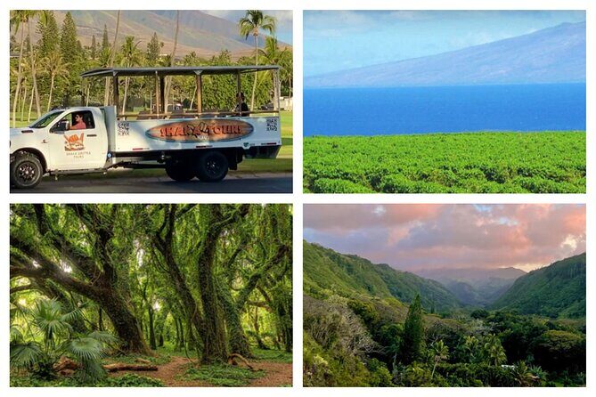 Fun! Open-Air Banyan Tree Forest & Blowhole Sight-Seeing MauiTour - Who Will Love This Tour?