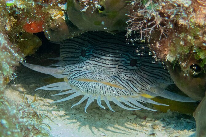 FunDiving in Cozumel - By Ferry - 2 Tanks in the wonderful Caribbean sea - The Sum Up: Is It Worth It?