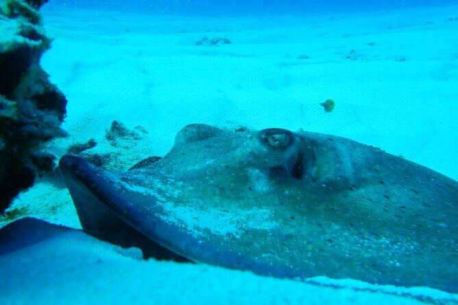 FunDiving in Cozumel - By Ferry - 2 Tanks in the wonderful Caribbean sea - FAQ