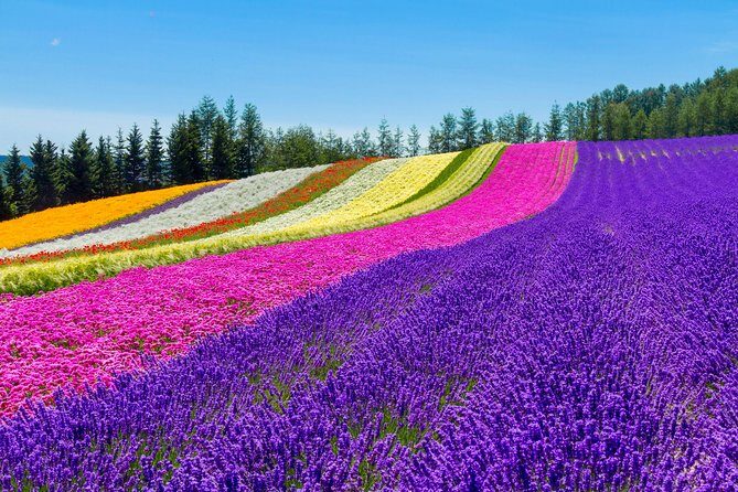 Furano & Biei Customised Private Day Tour (Up to 8 Pax/11 Hours) - Introduction