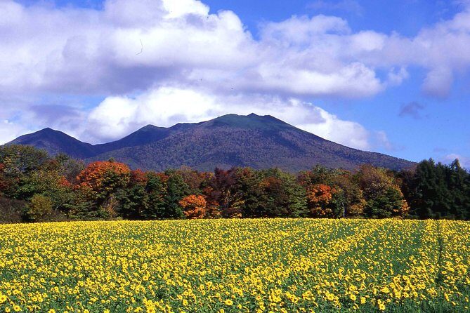 Furano & Biei Customised Private Day Tour (Up to 8 Pax/11 Hours) - Key Points