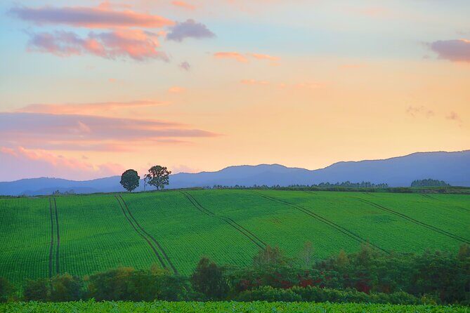 Furano Biei Tour Sapporo DEP: English Speaking Driver, No Guide - Farm Tomita: The Lavender Capital