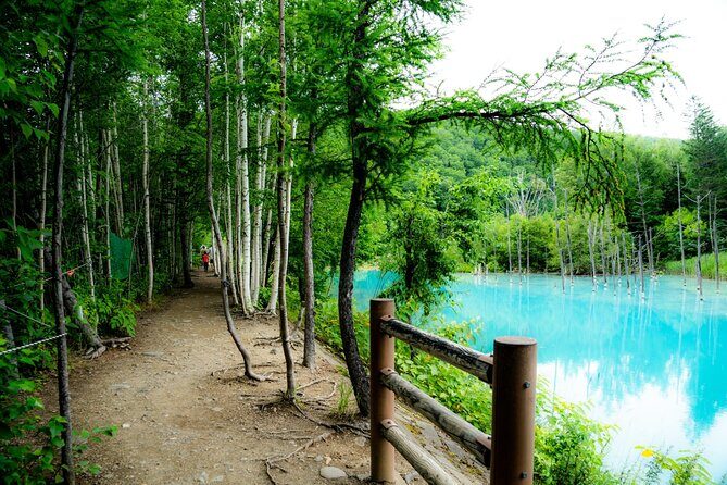 Furano Biei Tour Sapporo DEP: English Speaking Driver, No Guide - Zerubunoka Atomunooka & Ken & Mary Tree: Scenic and Quirky