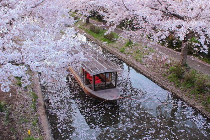 Fushimi Cherry Blossom and Sake Brewery Tour - Key Points