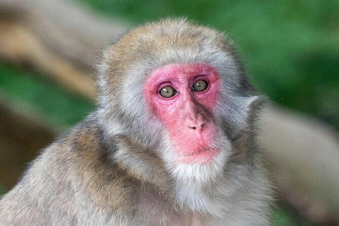 Fushimi Inari - Arashiyama: Torii Gates, Bamboo, Monkeys & Secret - In The Sum Up