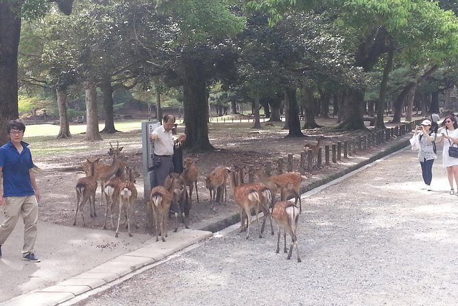 Fushimi Inari & Nara Highlights Walking Tour - What’s Included and What’s Not