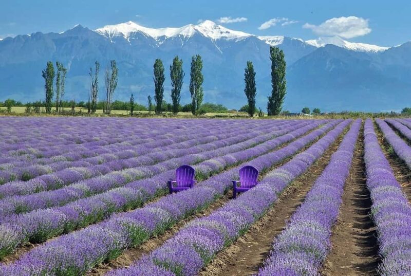 Gabala & Lavender Fields Group Guided tour - A Detailed Look at the Tour Itinerary and Experience