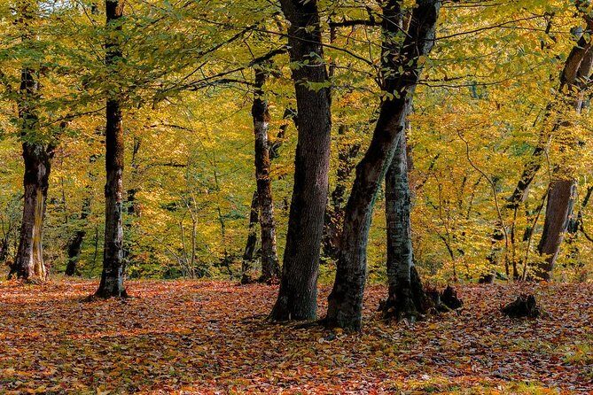 Gabala tour Azerbaijan - Who Will Love This Tour?